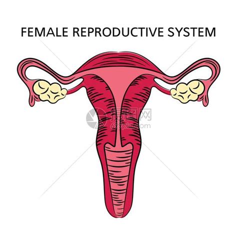 女孩生殖器|解剖学高清图谱 女性生殖系统